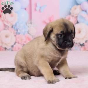 Molly, English Mastiff Puppy